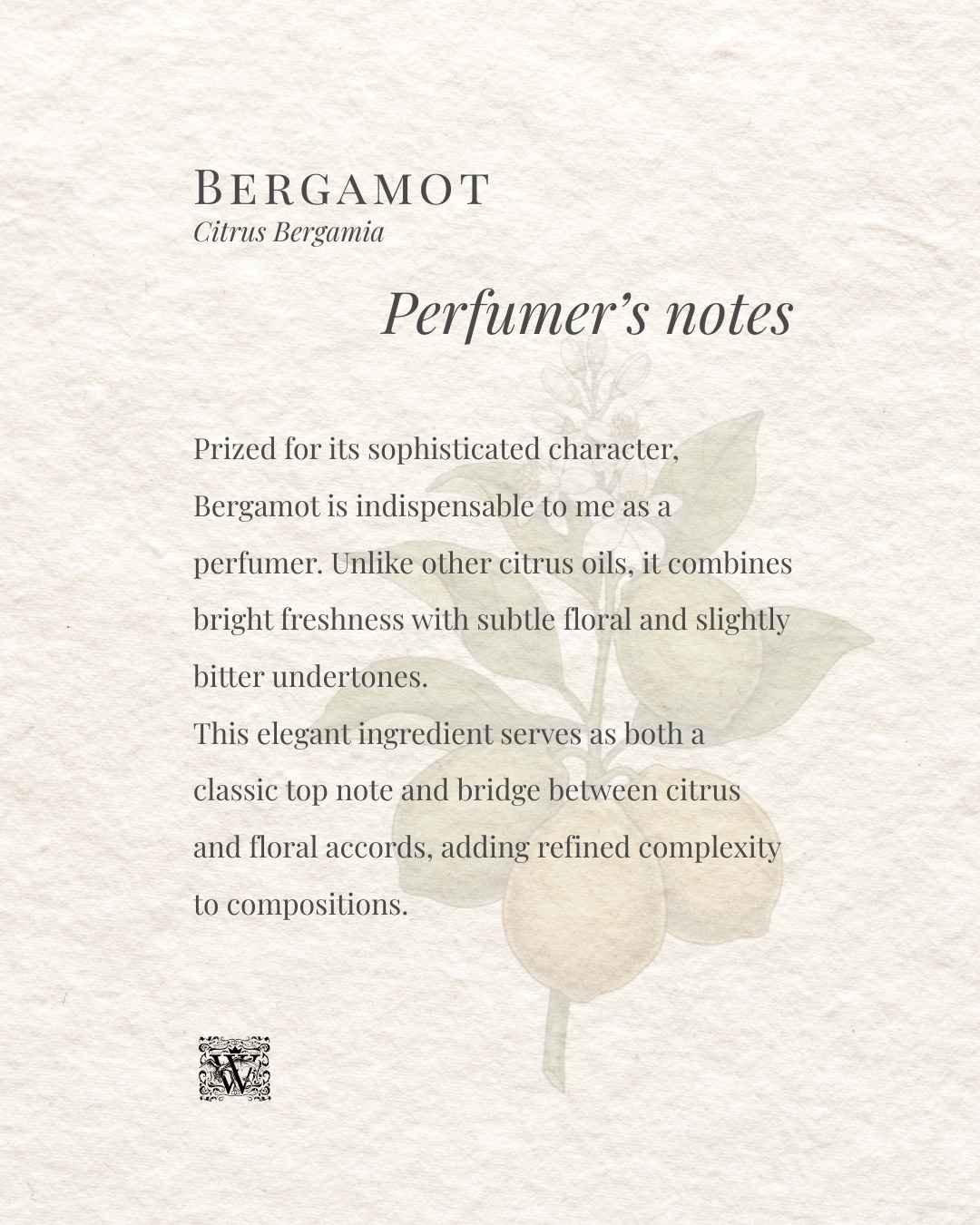 a graphic with a picture of bergamot like a watermark in the background, the text over the image explains how bergamot is used in niche perfumery