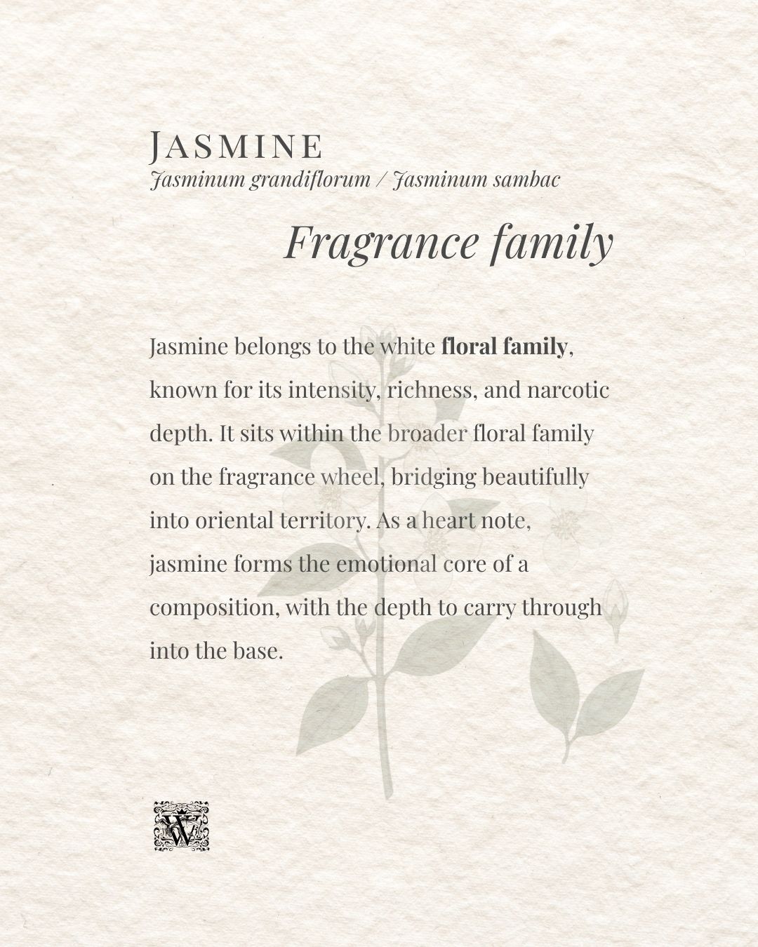 An image card explaining the fragrance family of jasmine in niche perfumery, noting its place in the white floral family and its role as a heart note, by Wales Perfumery