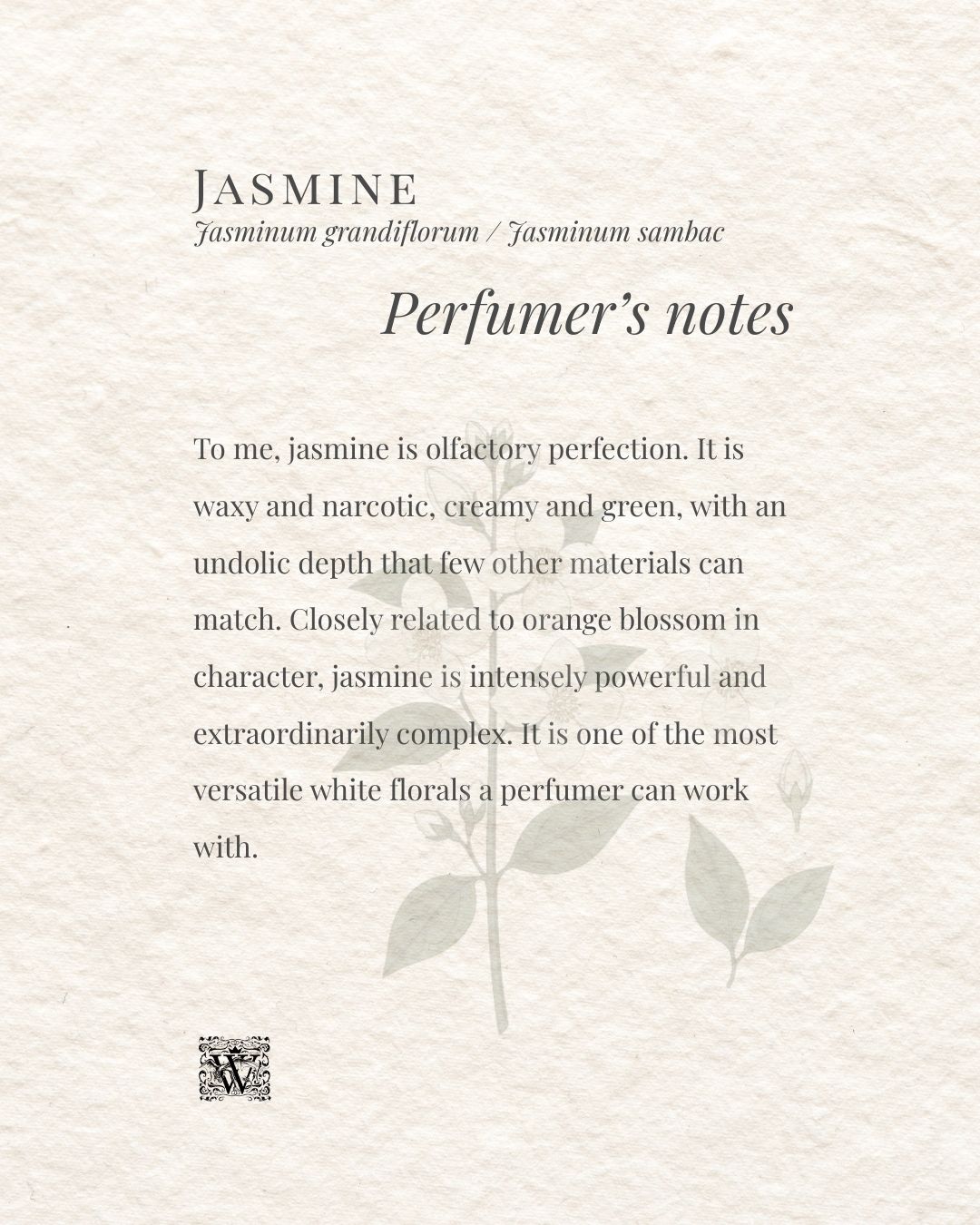 An image card showing Louise's perfumer's notes on jasmine, describing it as waxy, narcotic, creamy, and green, with a watermark jasmine botanical on a textured cream background, by Wales Perfumery