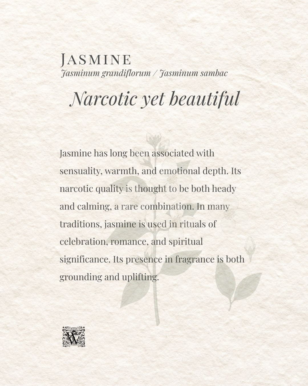 An image card describing the narcotic yet beautiful properties of jasmine in perfumery, with a watermark botanical illustration on a textured cream background, by Wales Perfumery