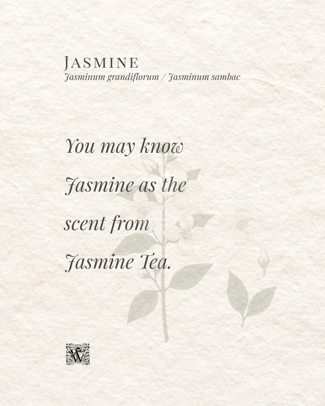 An image card with the text 'You may know Jasmine as the scent from Jasmine Tea', with a watermark jasmine botanical illustration on a textured cream background, by Wales Perfumery