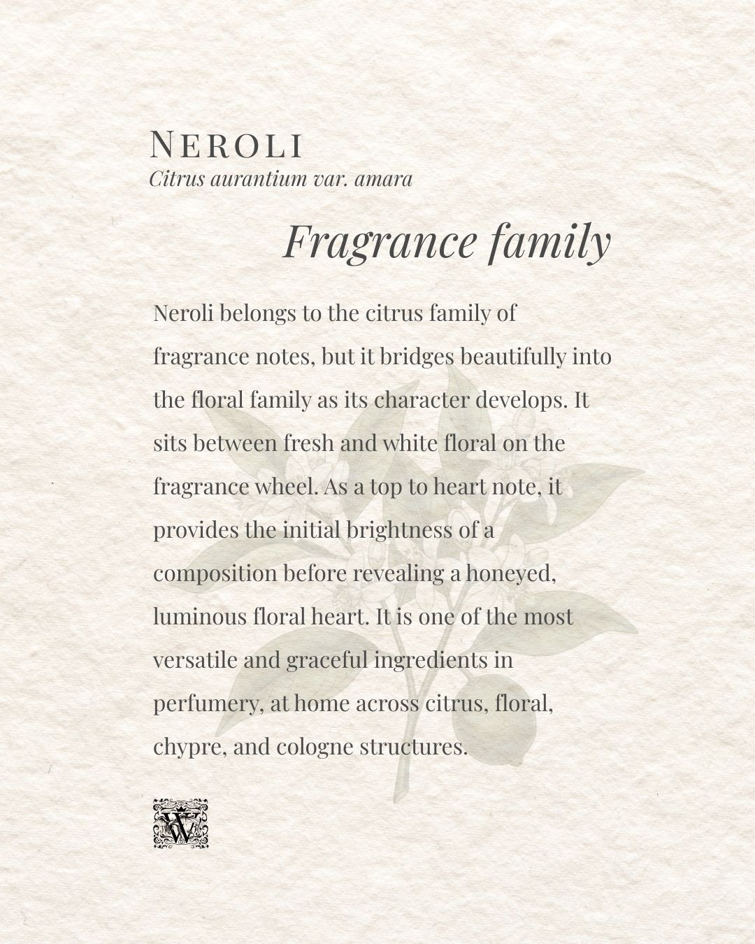 A portrait format information card on a textured cream background. The header reads Neroli with the subtitle Citrus aurantium var. amara. The italic heading Fragrance family appears centred. The body text describes neroli as belonging to the citrus family of fragrance notes, bridging into the floral family, and sitting between fresh and white floral on the fragrance wheel, with a role as a top to heart note. A faint botanical illustration of a bitter orange branch with leaves sits in the lower right. The Wales Perfumery monogram appears at the bottom left.