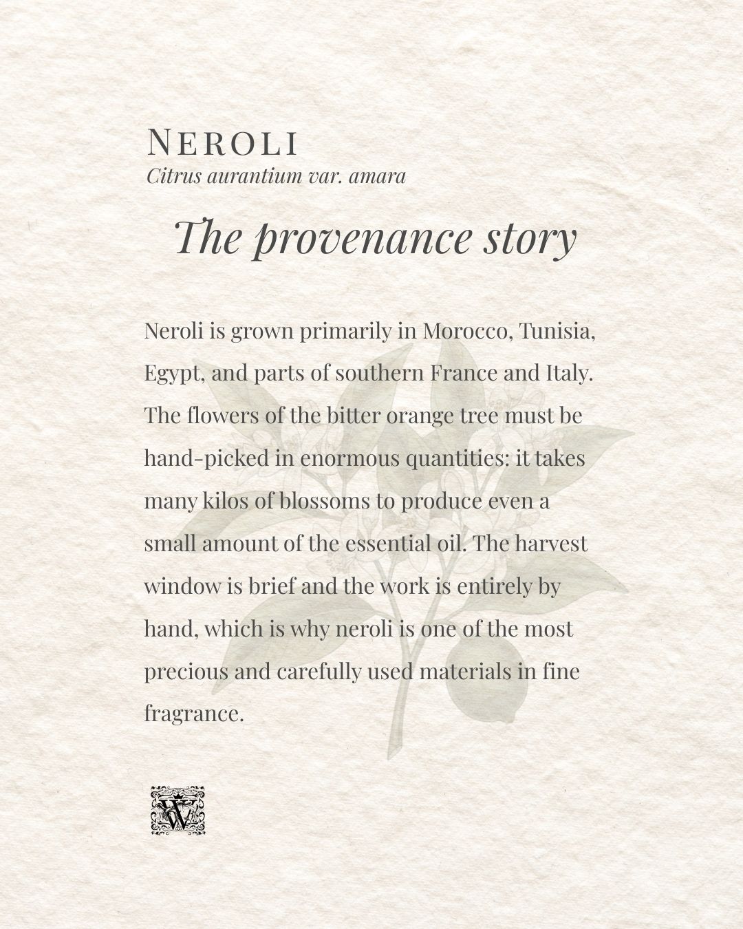 A portrait format information card on a textured cream background. The header reads Neroli with the subtitle Citrus aurantium var. amara. The italic heading The provenance story appears centred. The body text describes neroli as grown primarily in Morocco, Tunisia, Egypt, and parts of southern France and Italy, noting that the flowers must be hand-picked in enormous quantities and that the harvest window is brief, making neroli one of the most precious materials in fine fragrance. A faint botanical illustration of a bitter orange branch with leaves sits in the lower right. The Wales Perfumery monogram appears at the bottom left.