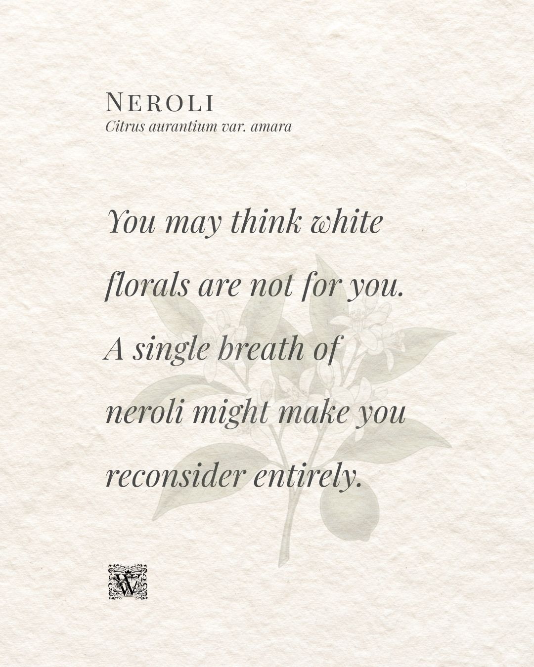 A portrait format quote card on a textured cream background. The header reads Neroli with the subtitle Citrus aurantium var. amara. Large italic serif typography fills the centre of the card with the words: You may think white florals are not for you. A single breath of neroli might make you reconsider entirely. A faint botanical illustration of a bitter orange branch with blossoms and fruit sits to the right. The Wales Perfumery monogram appears at the bottom left.