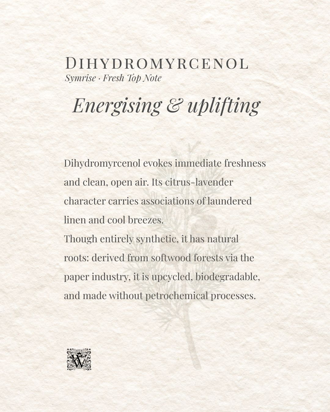 A portrait format information card on a textured cream background. The header reads Dihydromyrcenol with the subtitle Symrise · Fresh Top Note. The italic heading Energising & uplifting appears centred. The body text describes the material's fresh, clean character and its natural origins as an upcycled, biodegradable ingredient derived from softwood forests via the paper industry. A faint botanical illustration of a pine branch sits in the centre right. The Wales Perfumery monogram appears at the bottom left.
