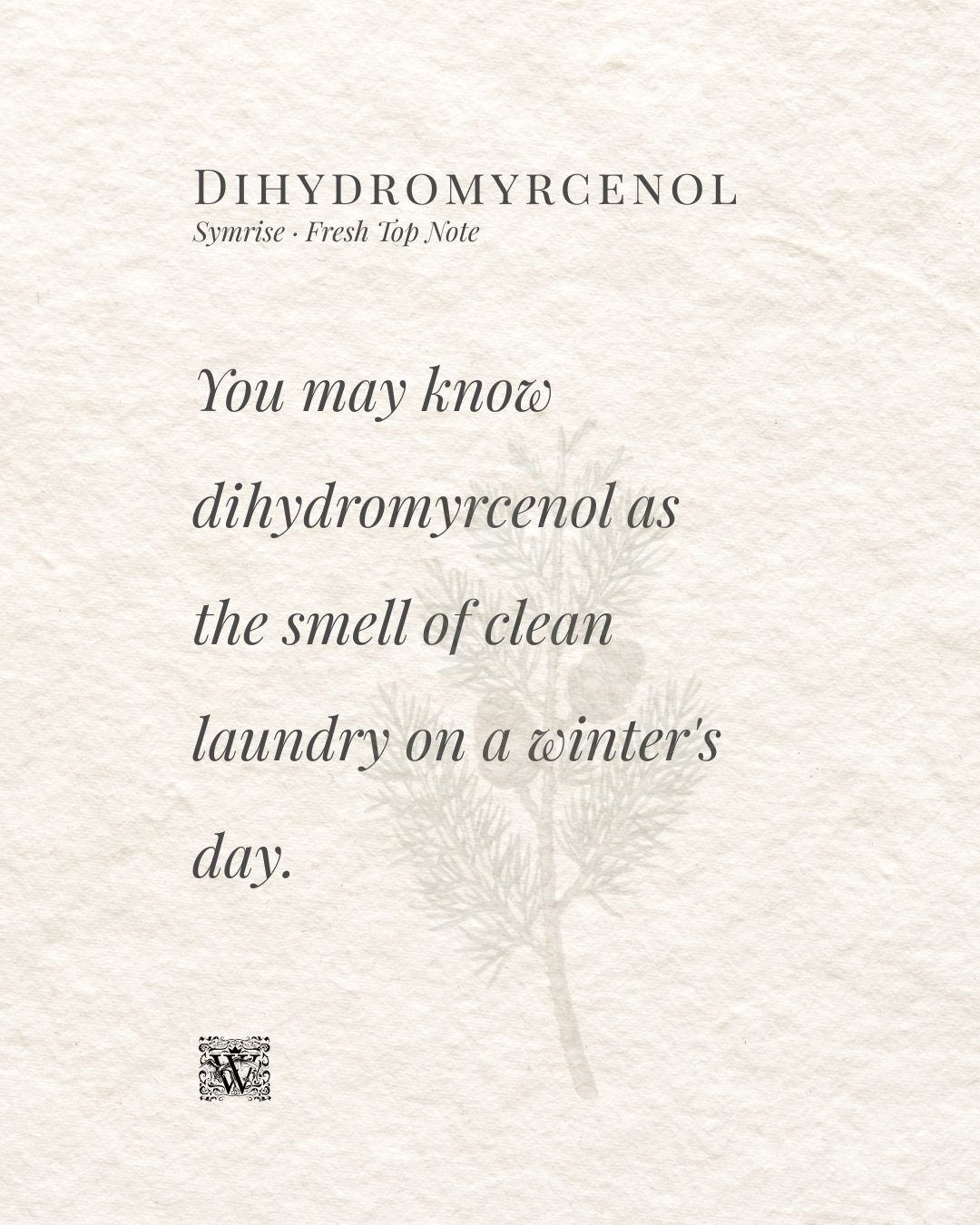 A portrait format quote card on a textured cream background. The header reads Dihydromyrcenol with the subtitle Symrise · Fresh Top Note. Large italic serif typography fills the centre of the card with the words: You may know dihydromyrcenol as the smell of clean laundry on a winter's day. A faint botanical illustration of a pine branch with small cones sits to the right. The Wales Perfumery monogram appears at the bottom left.