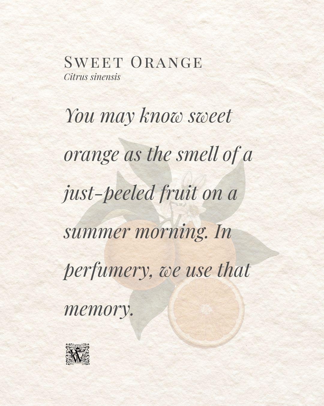 Wales Perfumery typographic quote card reading: You may know sweet orange as the smell of a just-peeled fruit on a summer morning. In perfumery, we use that memory.