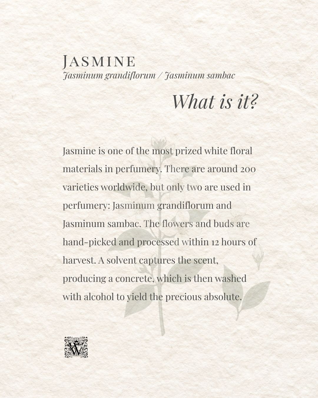 An image card explaining what jasmine is in niche perfumery, with a watermark botanical illustration of a jasmine stem on a textured cream background, by Wales Perfumery