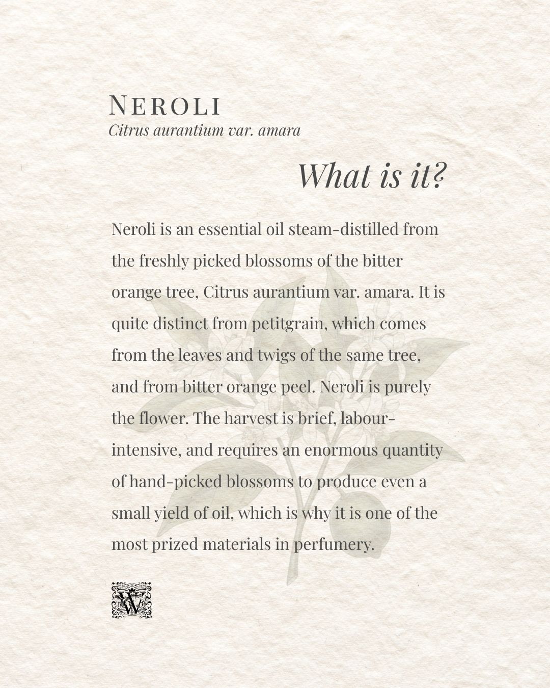 A portrait format information card on a textured cream background. The header reads Neroli with the subtitle Citrus aurantium var. amara. The italic heading What is it? appears right-aligned. The body text explains that neroli is an essential oil steam-distilled from the freshly picked blossoms of the bitter orange tree, quite distinct from petitgrain and bitter orange peel, and that the brief, labour-intensive harvest requires an enormous quantity of hand-picked blossoms to produce even a small yield of oil, making it one of the most prized materials in perfumery. A faint botanical illustration of a bitter orange branch with leaves sits in the lower right. The Wales Perfumery monogram appears at the bottom left.