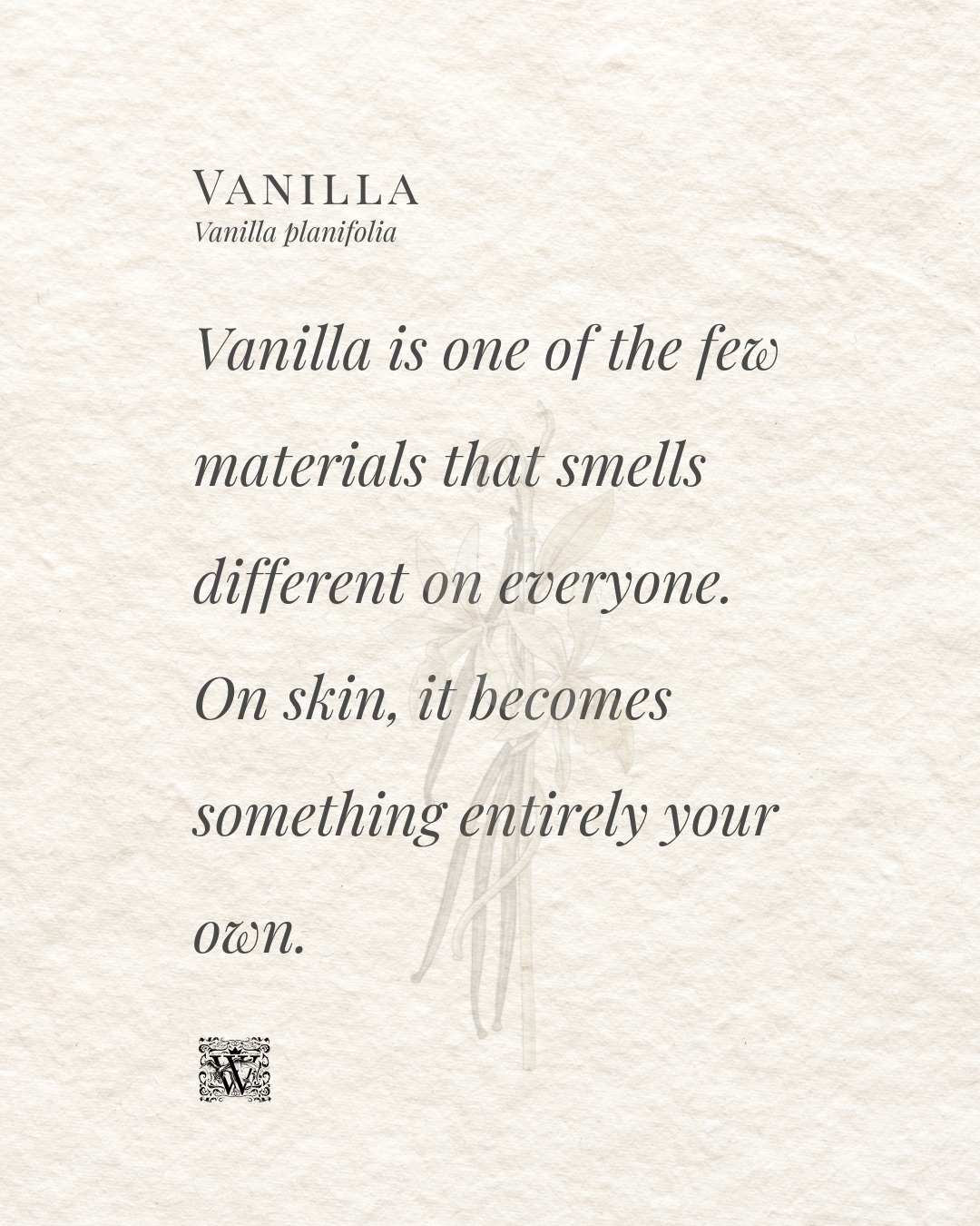 A typographic quote card with the text: Vanilla is one of the few materials that smells different on everyone. On skin, it becomes something entirely your own. Wales Perfumery logo bottom left, botanical vanilla pod illustration in background.