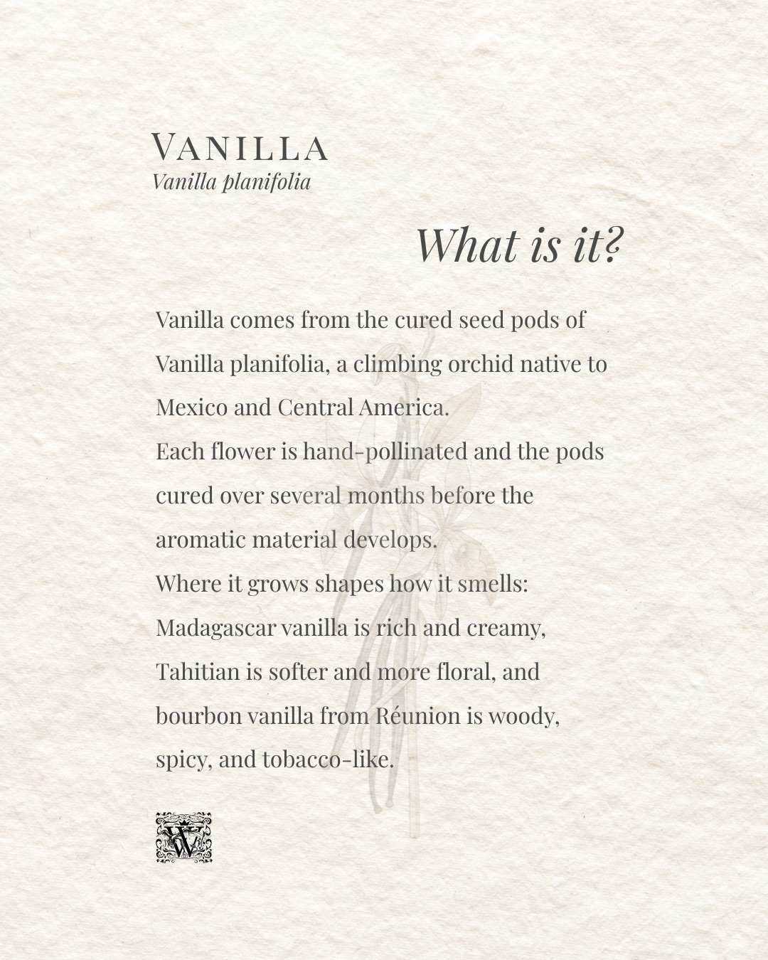 A botanical card explaining what vanilla is: extracted from the hand-pollinated seed pods of Vanilla planifolia, a climbing orchid native to Mexico, with scent character that varies by growing region from creamy Madagascar vanilla to spicy bourbon vanilla from Réunion.