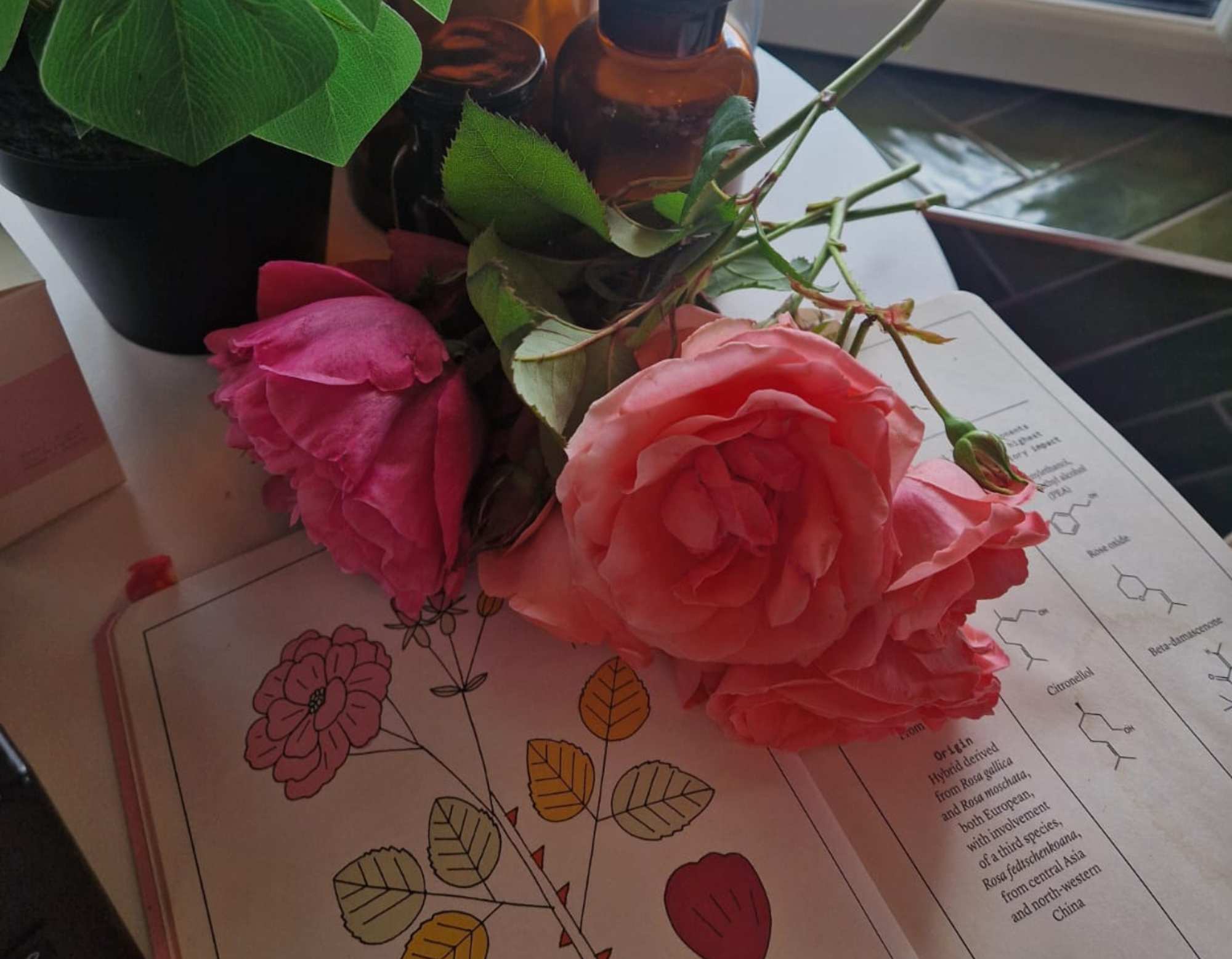 Pink roses resting on an open illustrated book, photographed at the Wales Perfumery Storii collection launch event